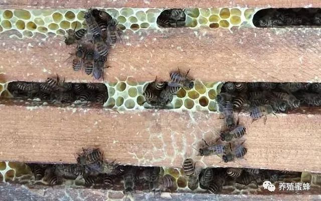 蜜蜂致富养殖视频_养殖蜜蜂致富_蜜蜂致富养殖方法