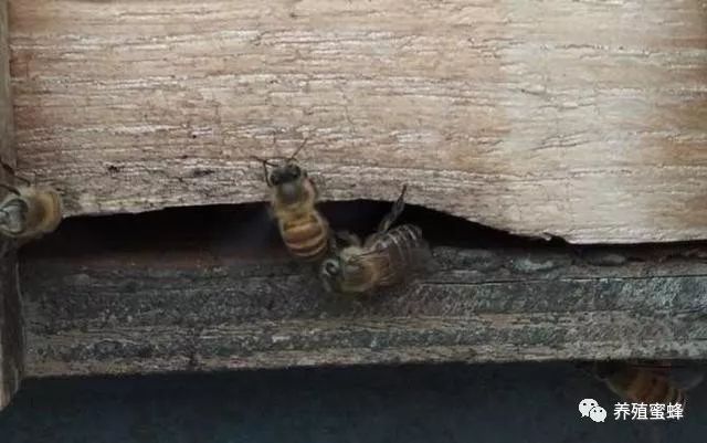 养殖蜜蜂致富_蜜蜂致富养殖方法_蜜蜂致富养殖视频
