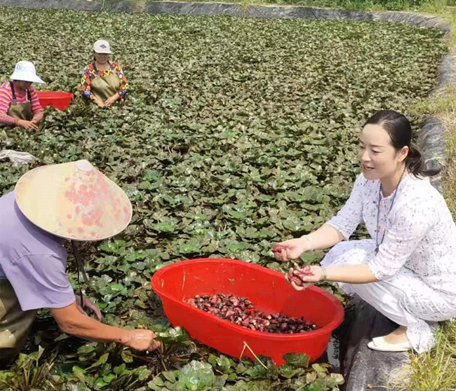 莲藕种植技术视频播放_科技苑种植莲藕视频_科技苑莲藕种植技术