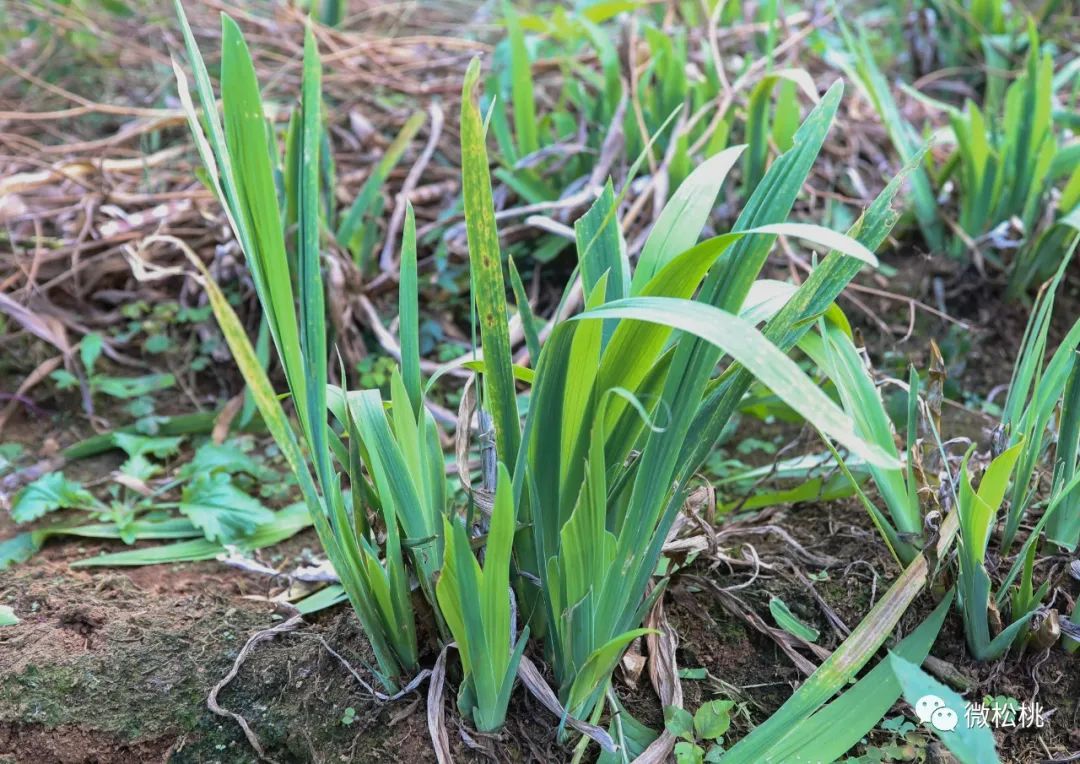 湖北种植射干致富_射干种植技术及效益_2020年射干种植前景和效益