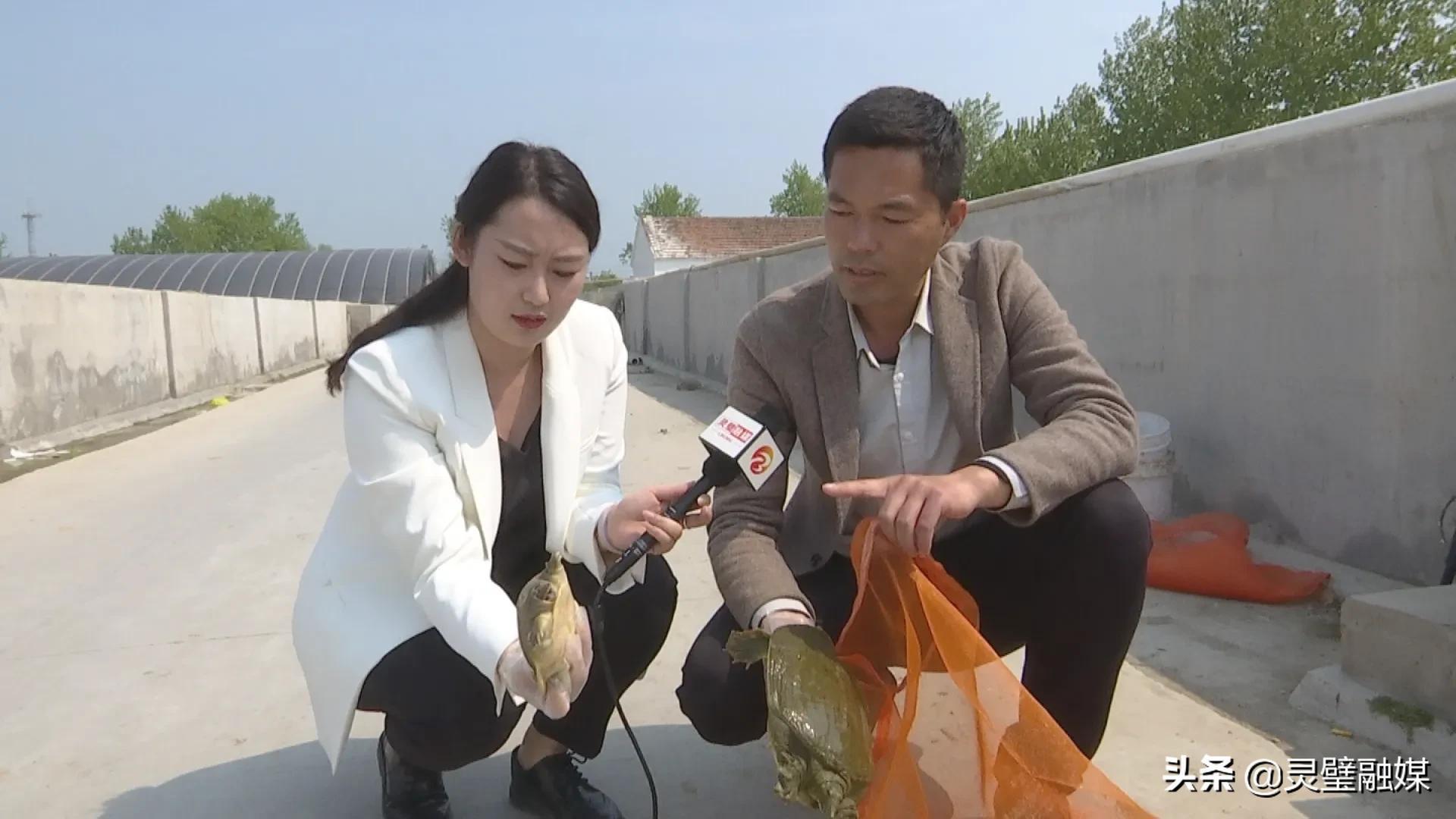 致富孵化人工鱼苗视频_人工孵化鱼苗技术要点_致富经人工孵化鱼苗
