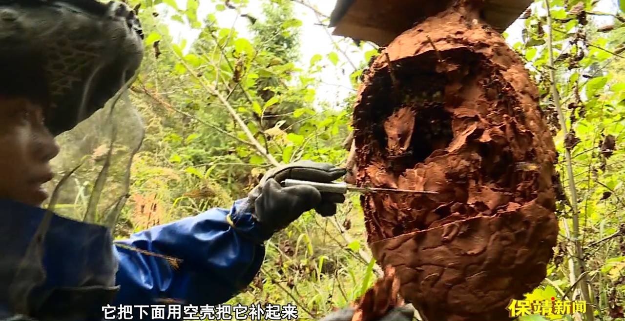 云南胡蜂养殖技术视频_胡蜂养殖技术视频全集_云南胡峰养殖技术