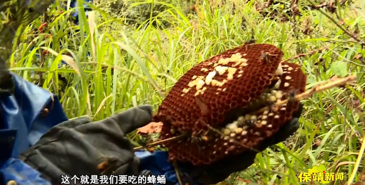 云南胡峰养殖技术_胡蜂养殖技术视频全集_云南胡蜂养殖技术视频