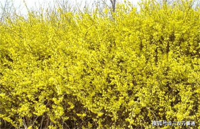 连翘的种植技术，农民掌握以下要点，收获高产优质的连翘
