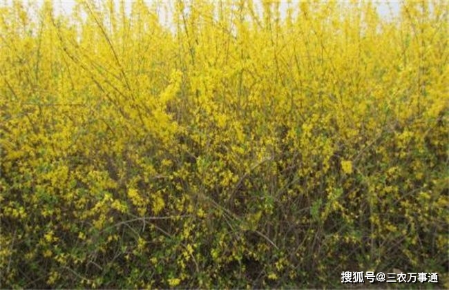 如何种植连翘_连翘种植技术视频_连翘怎么种植技术