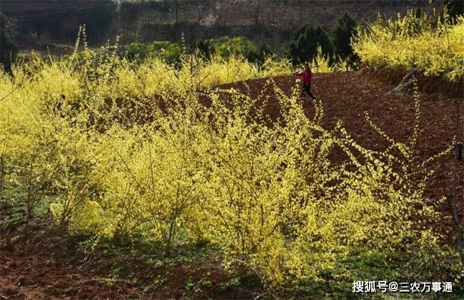 连翘种植技术视频_连翘怎么种植技术_如何种植连翘