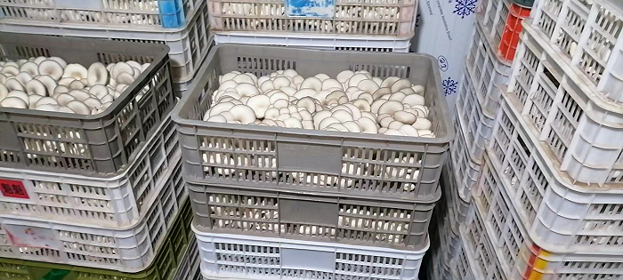 图为刚采收的蘑菇，准备送往县城商超