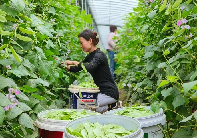 致富种植扁豆图片_种植扁豆致富_致富种植扁豆怎么样