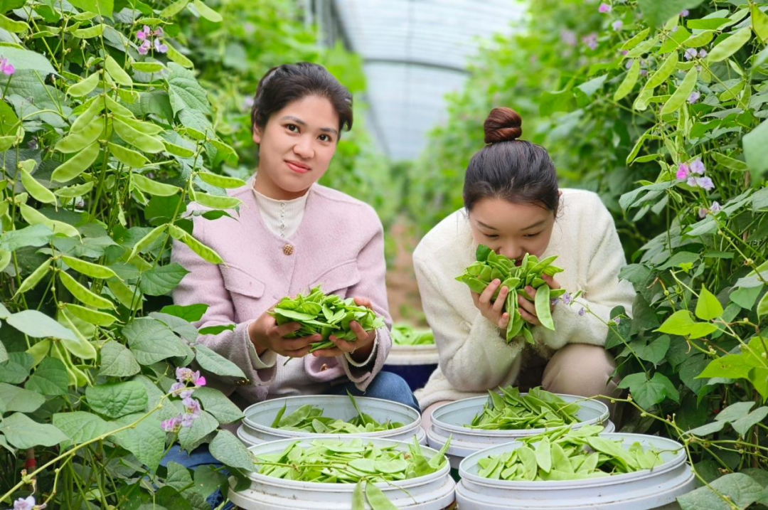 种植扁豆致富_致富种植扁豆图片_致富种植扁豆怎么样