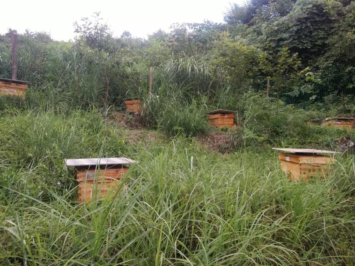 养蜜蜂的桶_圆桶养蜂技术教程_传统圆桶蜜蜂养殖技术