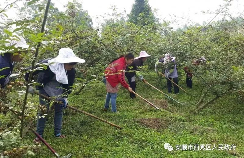 养殖安徽蚂蚱技术怎么样_养殖安徽蚂蚱技术要求_安徽 蚂蚱养殖技术