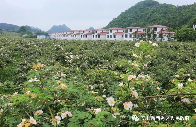 安徽 蚂蚱养殖技术_养殖安徽蚂蚱技术怎么样_养殖安徽蚂蚱技术要求