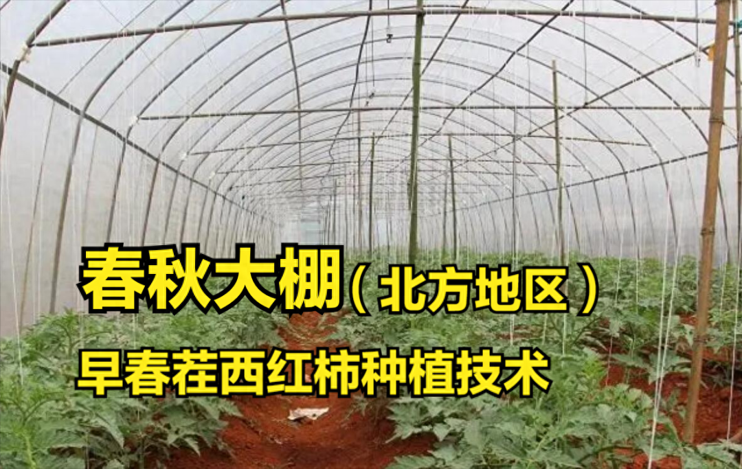 北方春秋大棚，早春茬西红柿种植技术分享，核心有7项