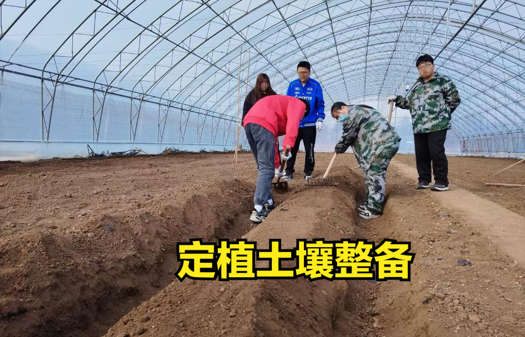 春西红柿的种植技术_西红柿春季种植技术_西红柿种植方案