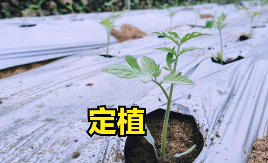 春西红柿的种植技术_西红柿种植方案_西红柿春季种植技术