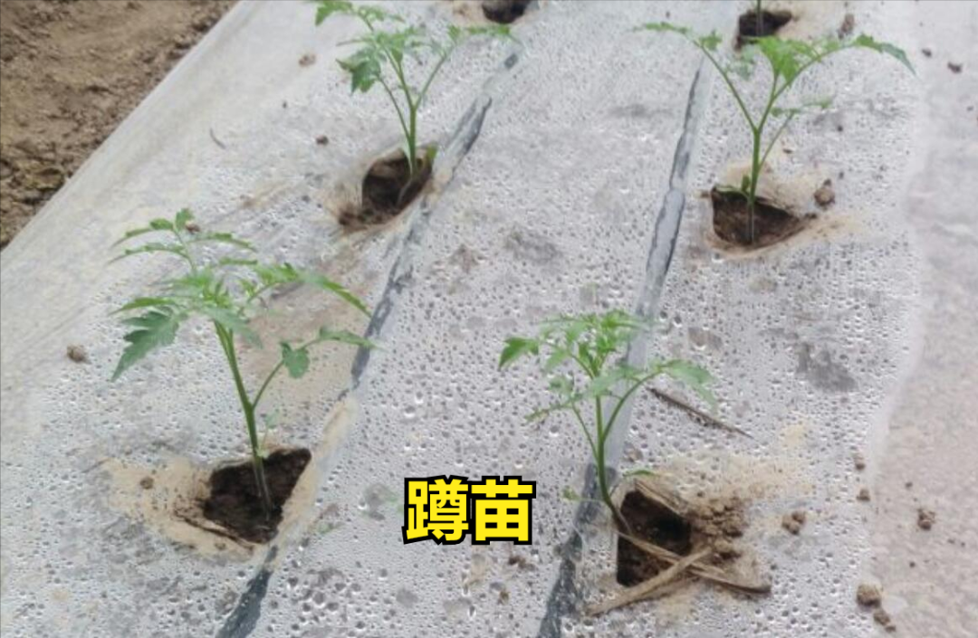 春西红柿的种植技术_西红柿春季种植技术_西红柿种植方案
