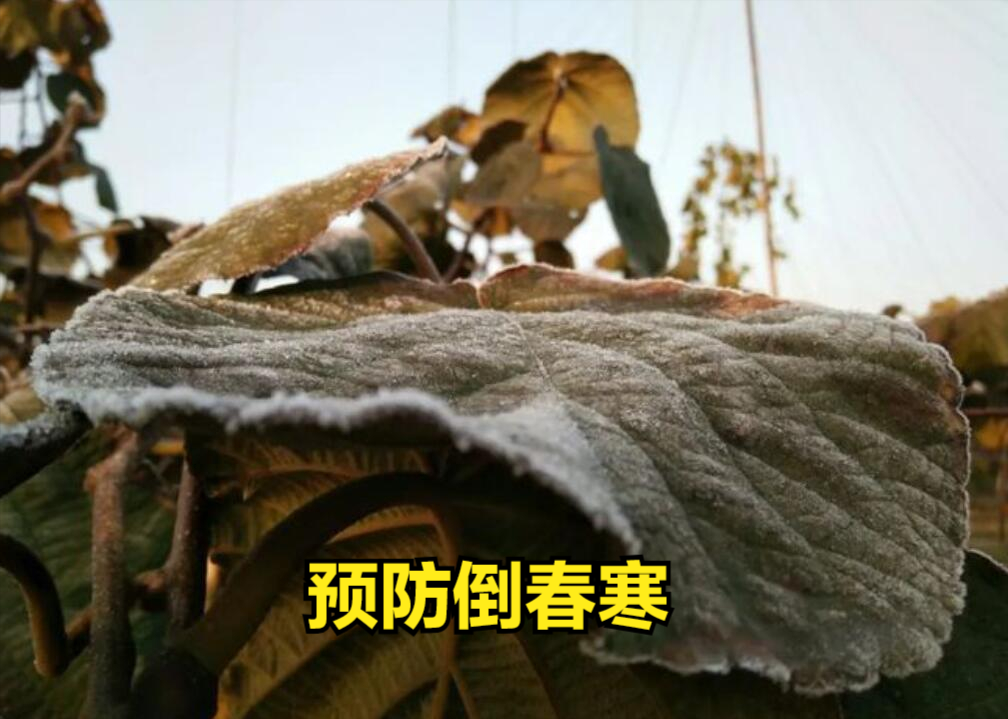 西红柿种植方案_西红柿春季种植技术_春西红柿的种植技术
