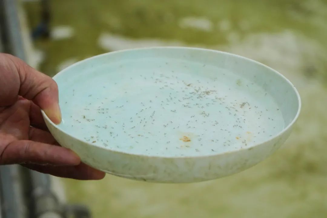 致富经鲥鱼养殖_养殖鮰鱼_养殖鮸鱼