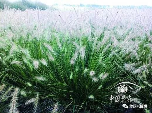 草花种植时的技术要点_草花的种植技术_种植草花技术视频