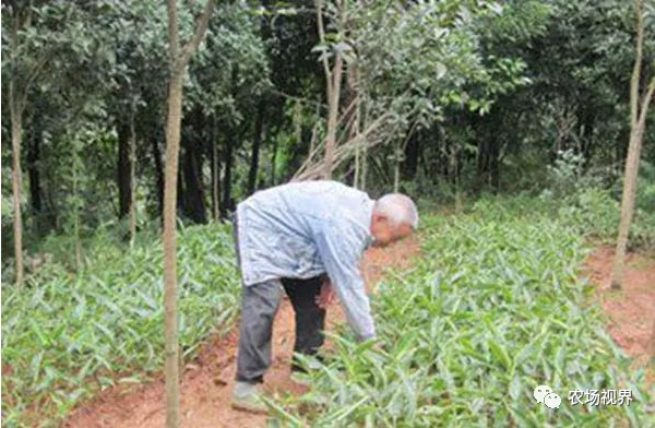 种植案例：林下种药材，1年挣30万