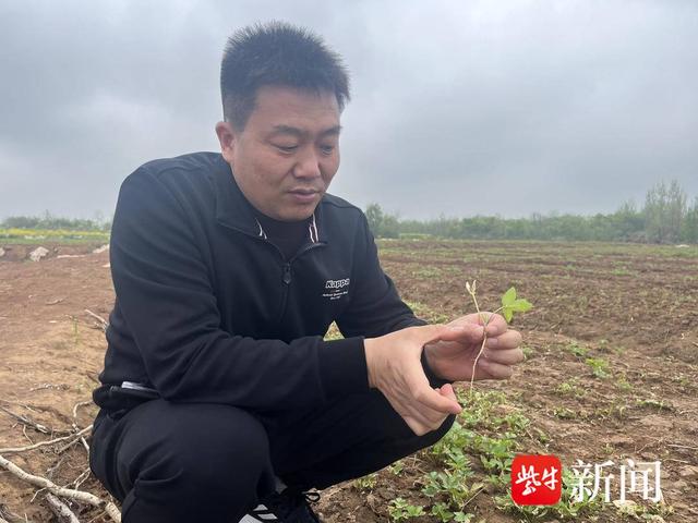 山林种植有什么补贴_致富山林种植方案_山林种植致富