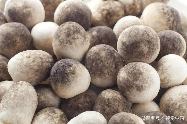 草菇的种植方法和技术_草菇种植技术视频_种植方法技术草菇图片