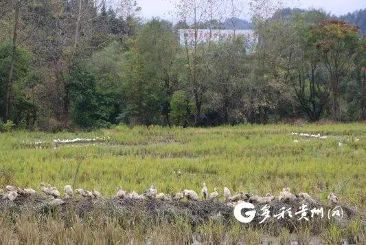 山东种植致富稻_适合山东种植的水稻品种_山东种植水稻