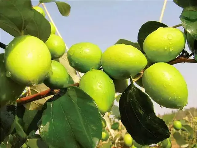 青枣树种植技术_怎样种青枣树盆栽_种青枣树怎么打理