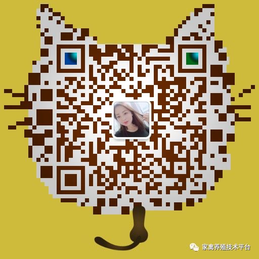 河南斗鸡在什么地方买_河南斗鸡养殖致富经_河南斗鸡养殖基地