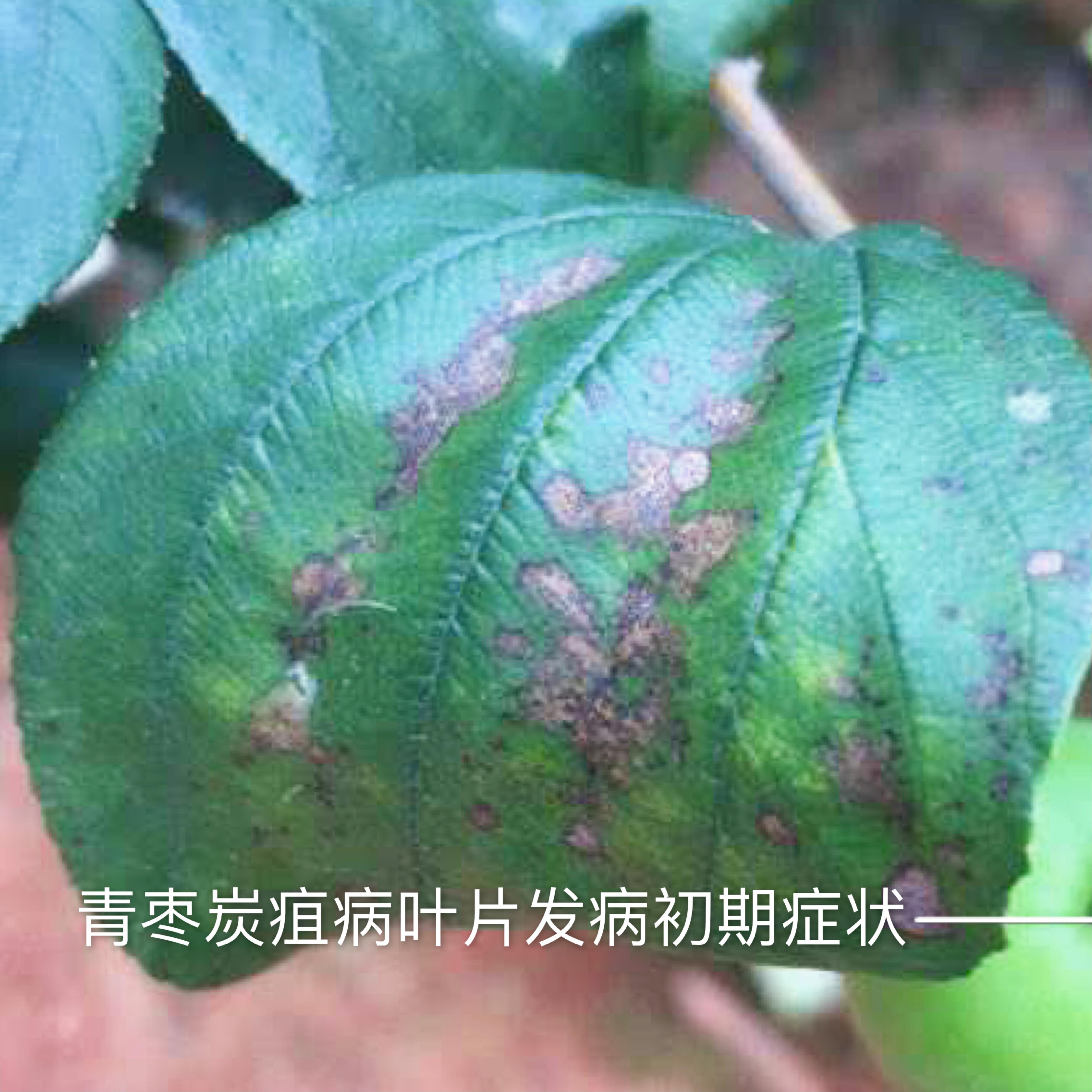 怎样种植青枣说明_种青枣树怎么打理_青枣树种植技术