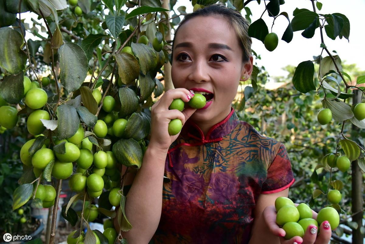 种青枣树怎么打理_青枣树种植技术_怎样种植青枣说明