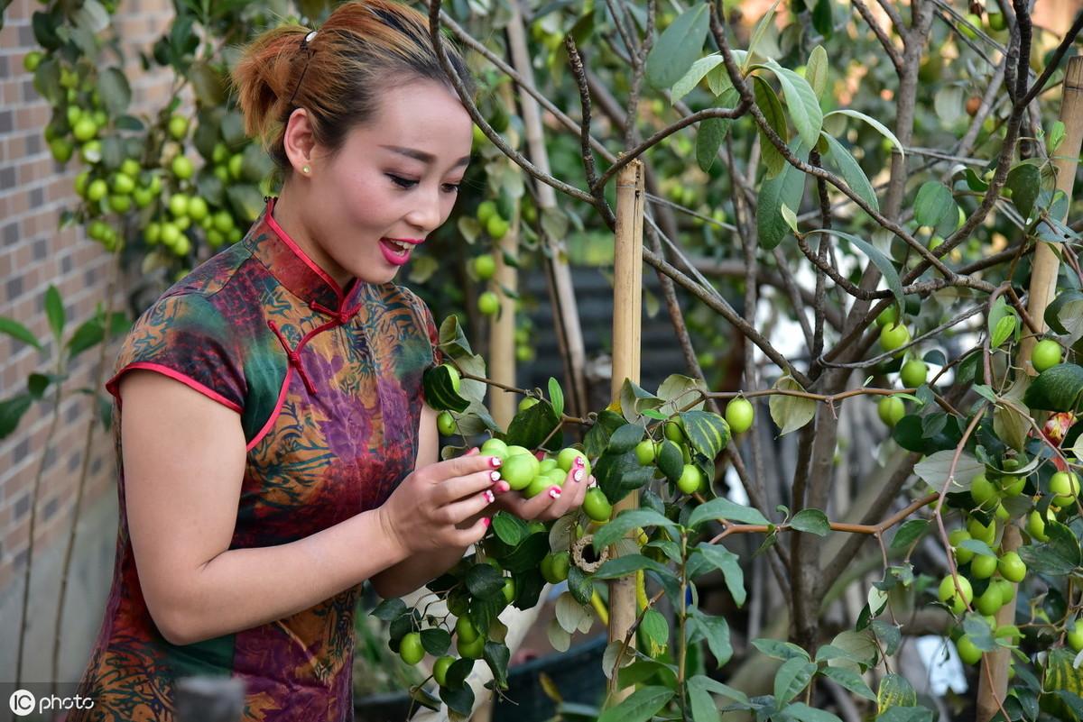 怎样种植青枣说明_种青枣树怎么打理_青枣树种植技术