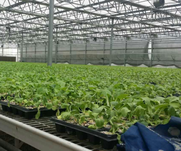 设施农业之大棚蔬菜栽培技术
