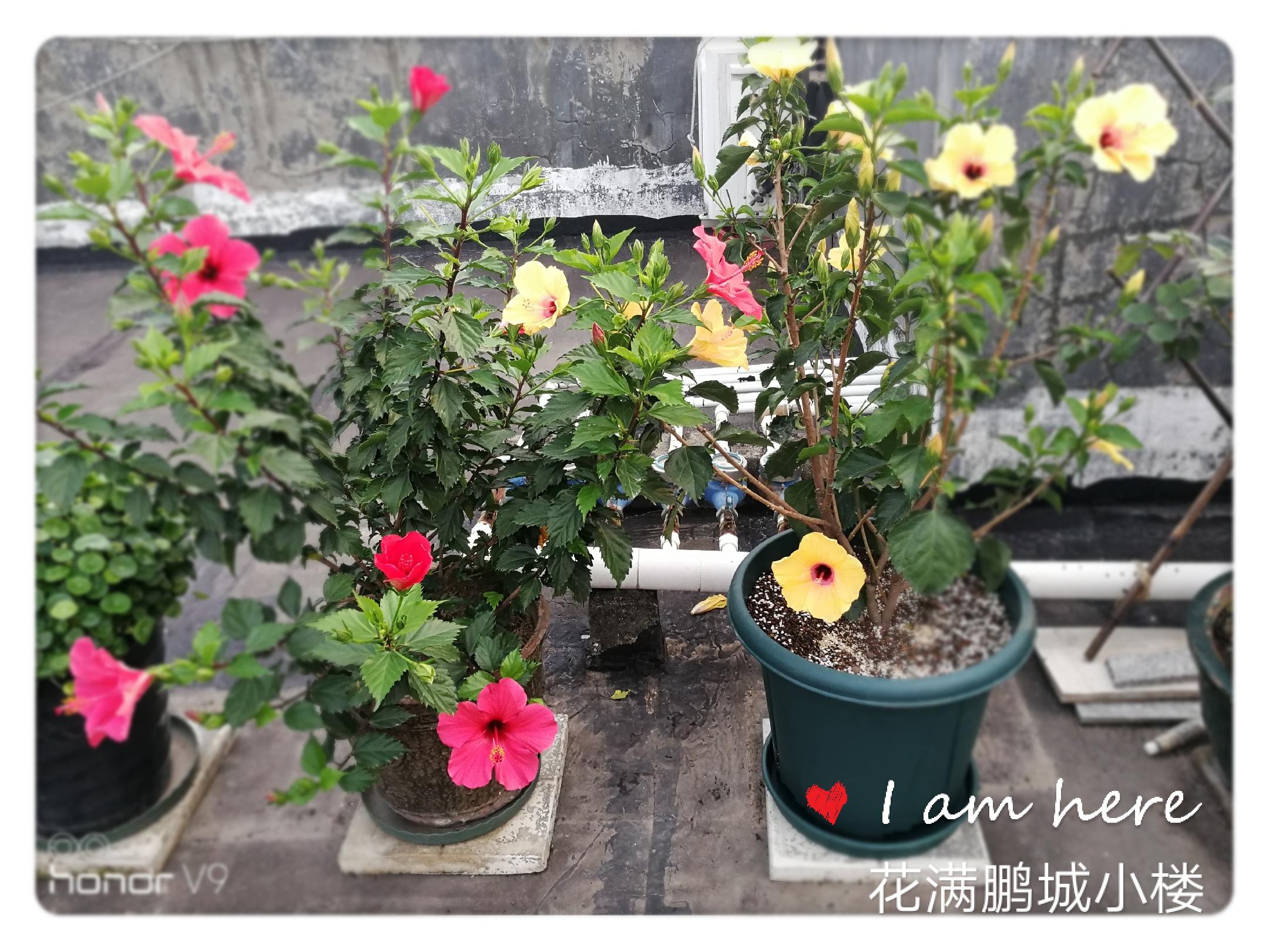 红辣椒的种植_种植艳红辣椒的亩产量_艳红辣椒种植技术视频