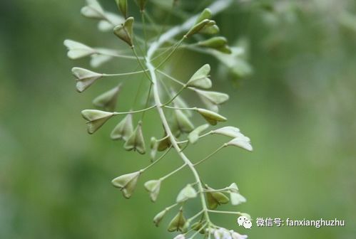 在农村种植野菜前景如何？需要注意什么？