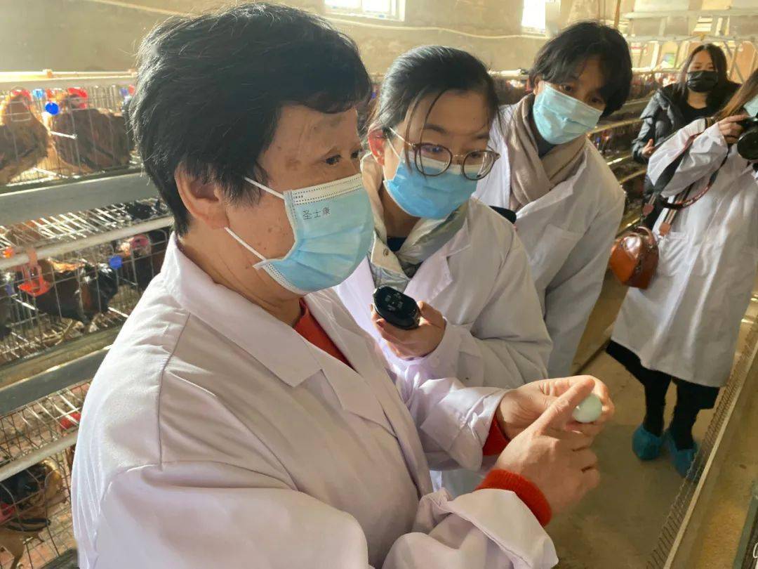 致富经山上养柴鸡_养柴鸡视频_山上散养柴鸡视频