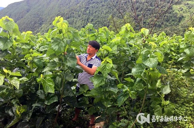 蚕桑养殖致富视频_桑蚕养殖业_蚕养殖技术致富经