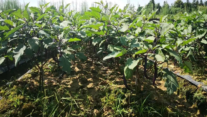 致富茄子种植故事大全_致富经茄子种植视频_种植茄子致富故事