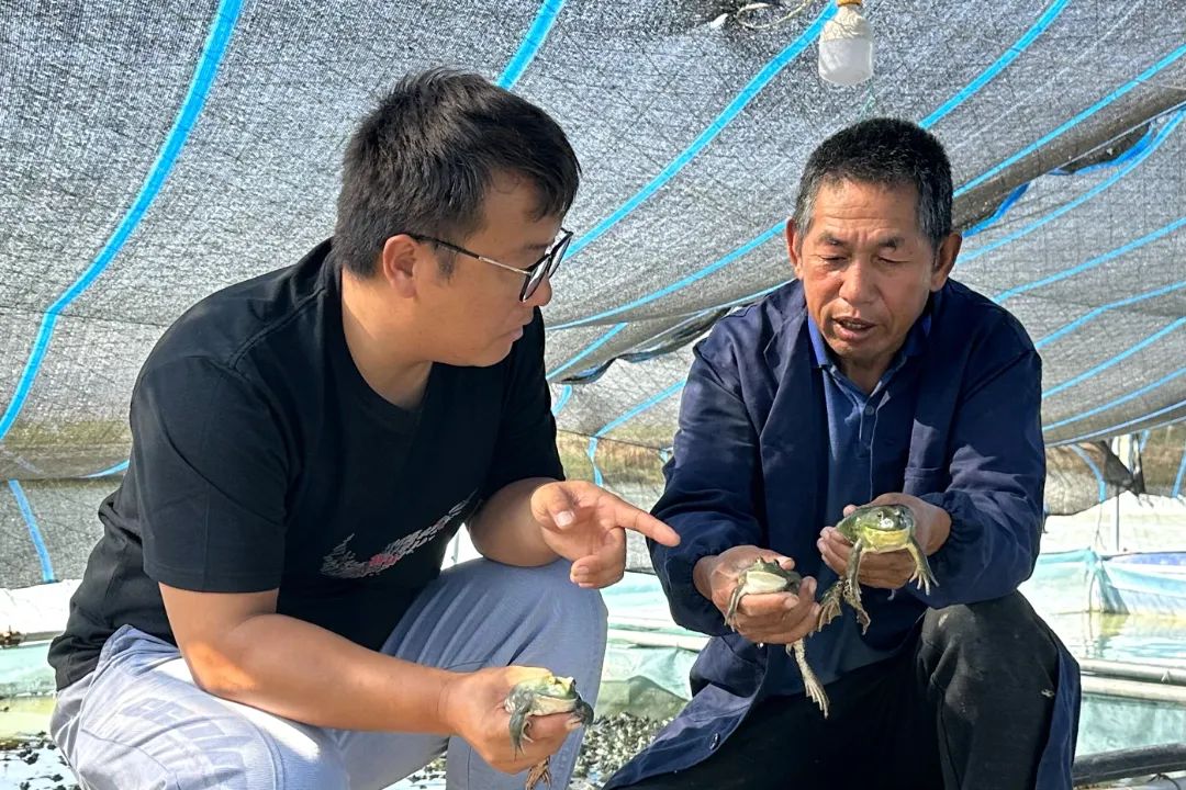 海南大蒜种植致富_海南大蒜种植基地_海南能种大蒜吗