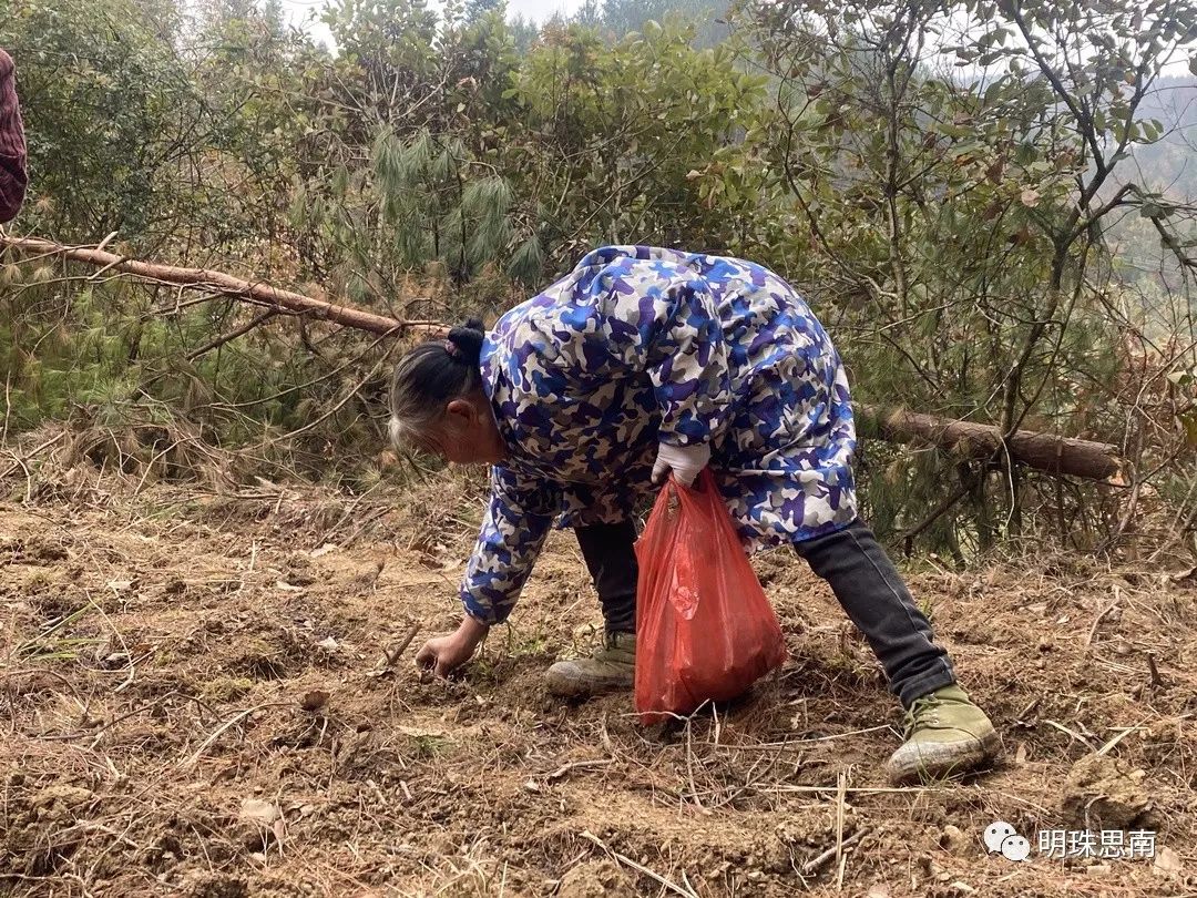 致富经黄精种植_致富经黄精种植_致富经黄精种植