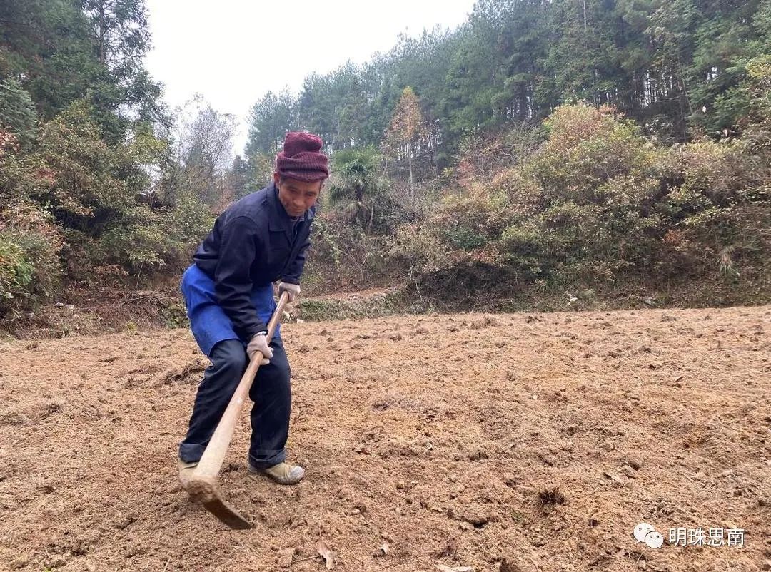 致富经黄精种植_致富经黄精种植_致富经黄精种植