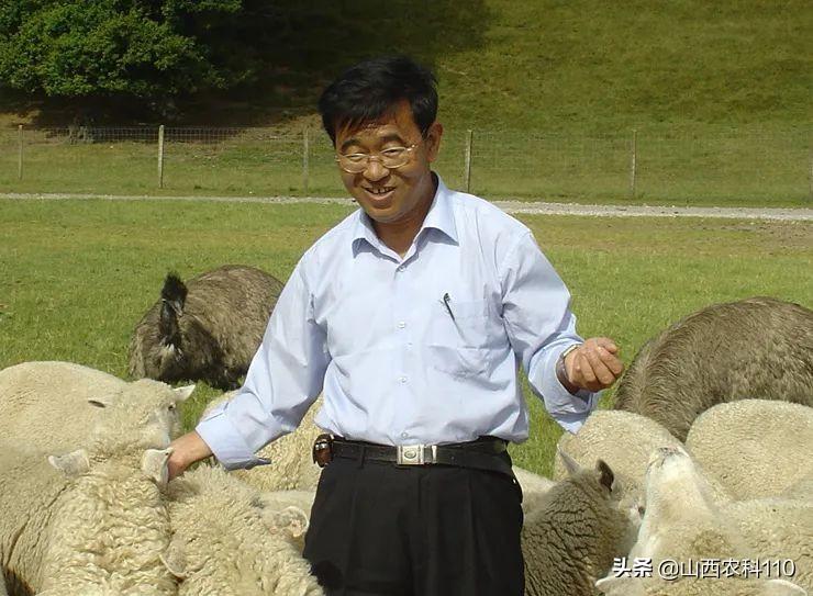 掌握标准化养羊技术，提升养殖生产效益