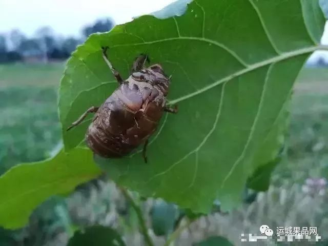 大棚养殖蝉技术_蝉养殖技术视频_蝉的养殖技术大棚养殖