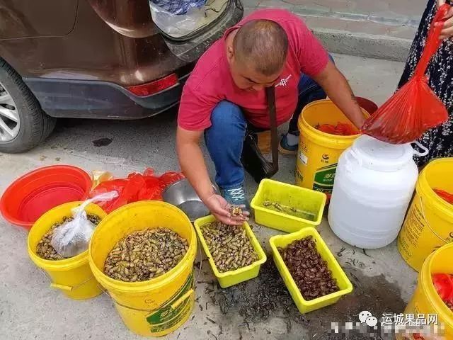 大棚养殖蝉技术_蝉的养殖技术大棚养殖_蝉养殖技术视频