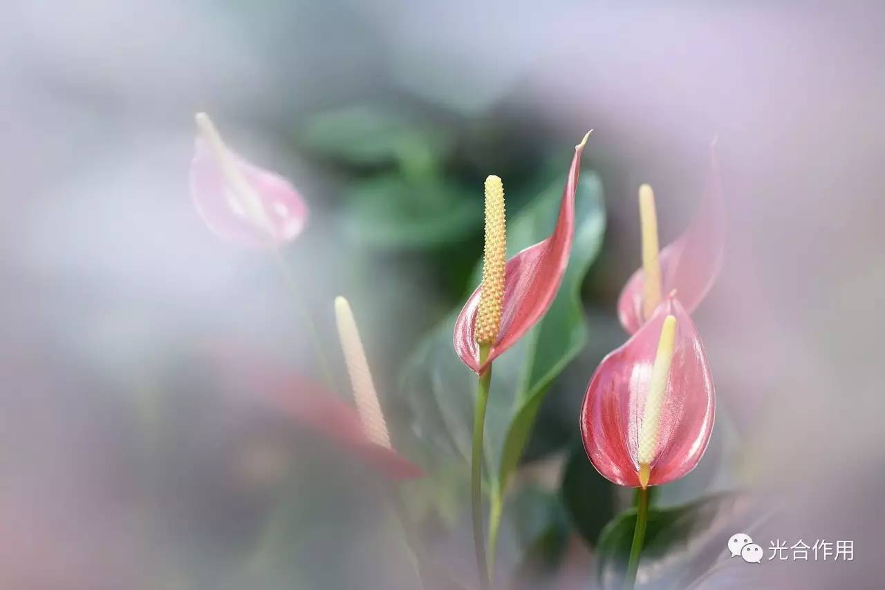 花烛（红掌）|入门级绿植的高级种植方案