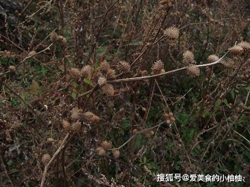 致富种植糖料蔗文案怎么写_怎样种植致富快_致富种植业