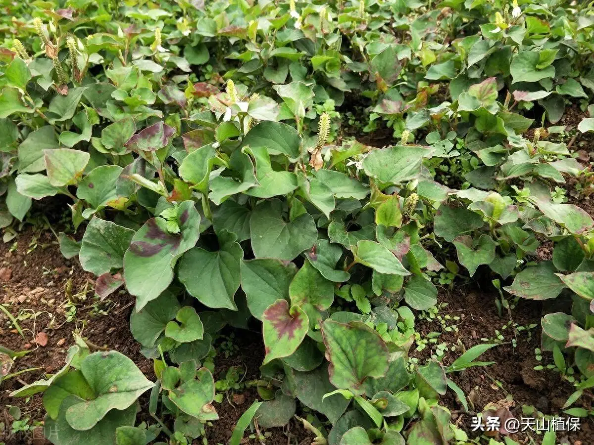 鱼腥草北方能种吗多高的温度_鱼腥草北方种植技术_北方鱼腥草的种植方法