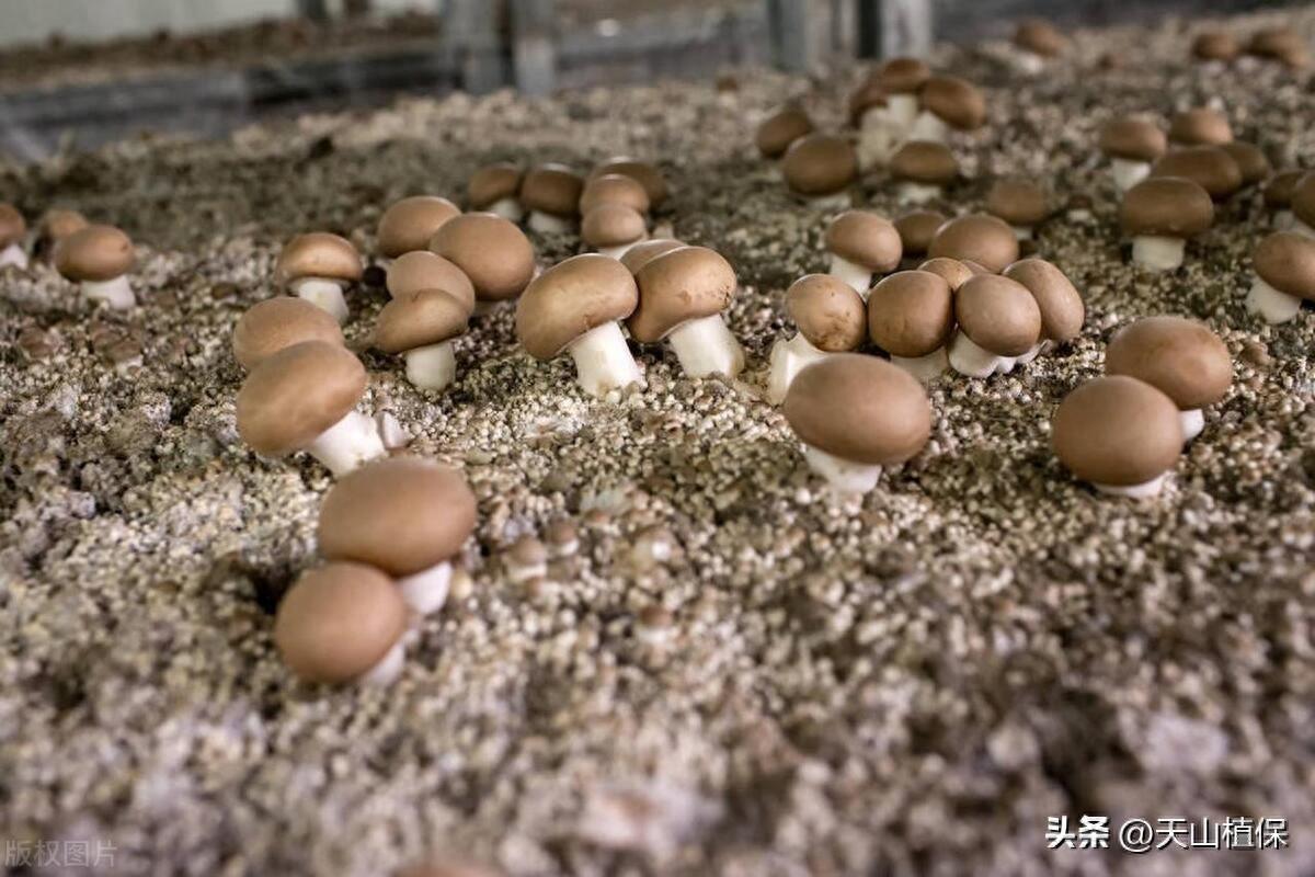 蘑菇种植方法全部过程