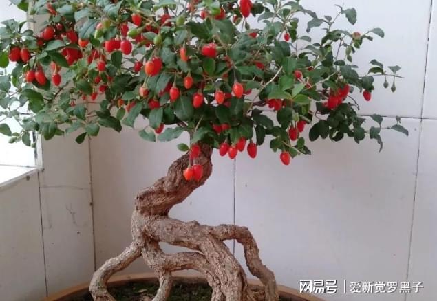 栽培枸杞老桩，这么照顾，观赏价值高，还能多结果
