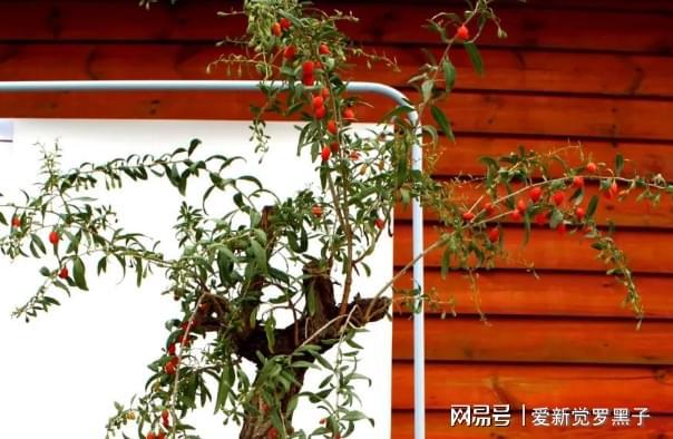 枸杞叶种子种植致富视频_叶用枸杞种子_枸杞种子种植方法